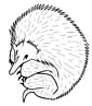 Echidna coloring page