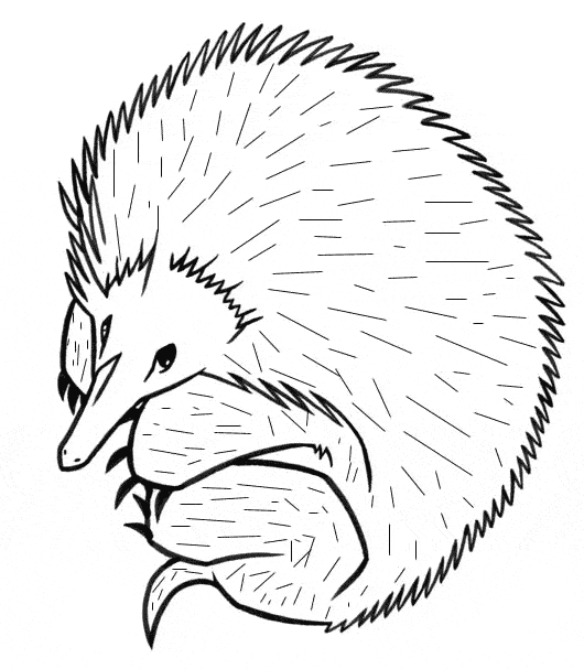 free Echidna coloring page