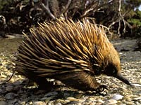 Echidna image