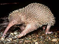 Echidna image