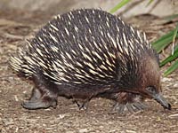 Echidna image