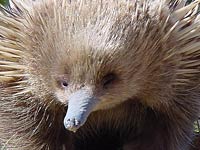 Echidna image