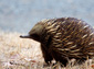 echidna