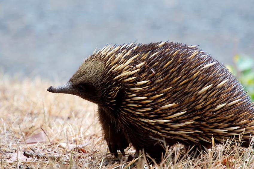 free Echidna wallpaper wallpapers download