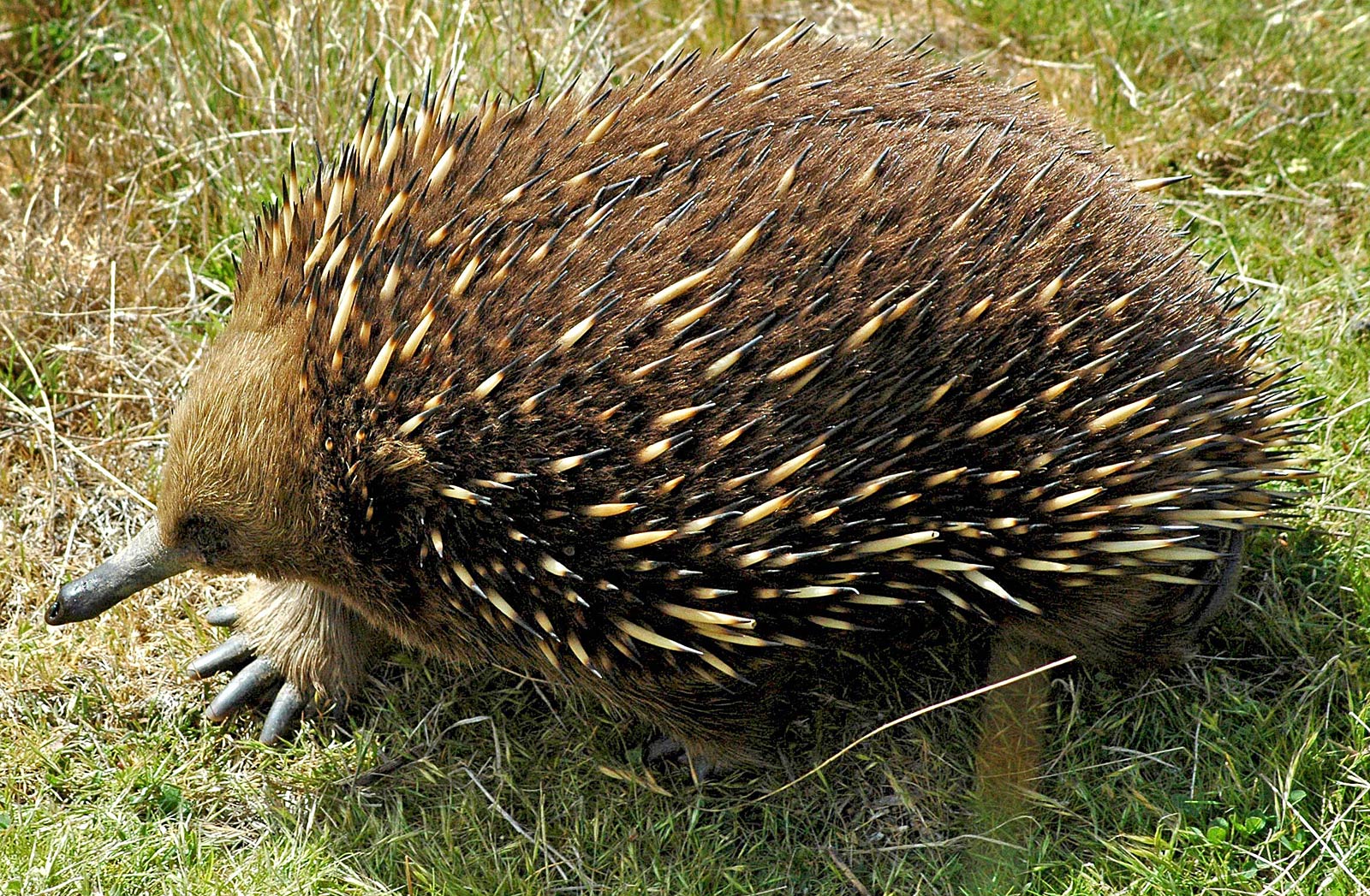 free Echidna wallpaper wallpapers download