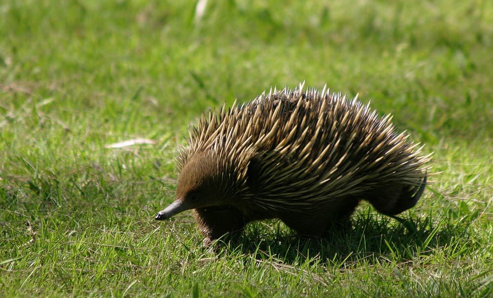 free Echidna wallpaper wallpapers download