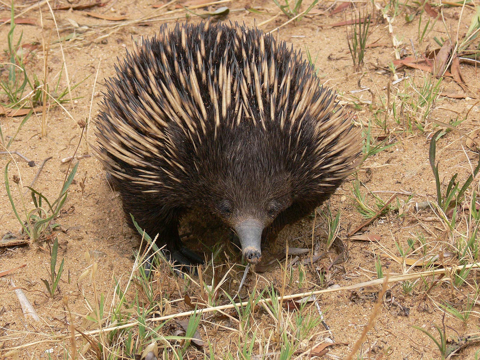 free Echidna wallpaper wallpapers and background