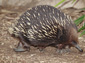 echidna picture