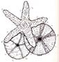 Echinoderm coloring page