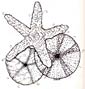 echinoderm