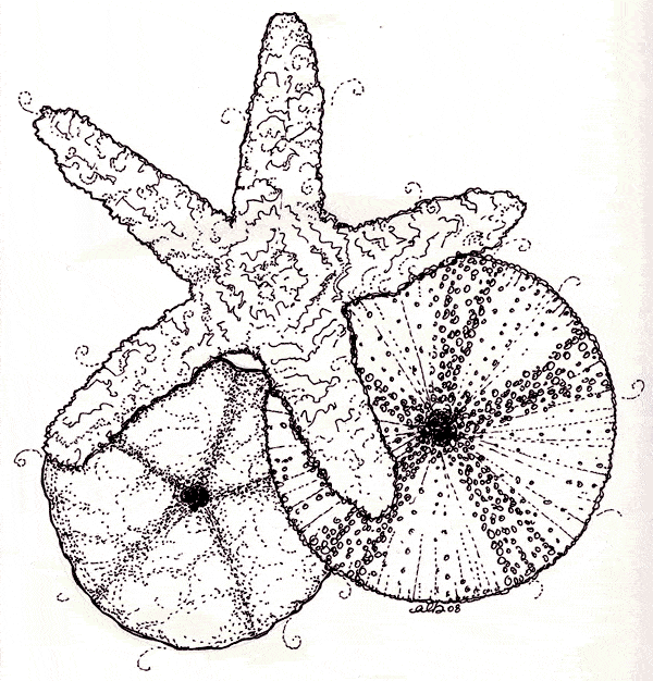 free Echinoderm coloring page