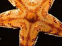 Echinoderm Sea star