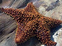 Echinoderm photo