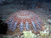 Echinoderm Seo Urchin