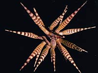 Echinoderm