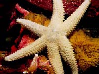 Echinoderm picture