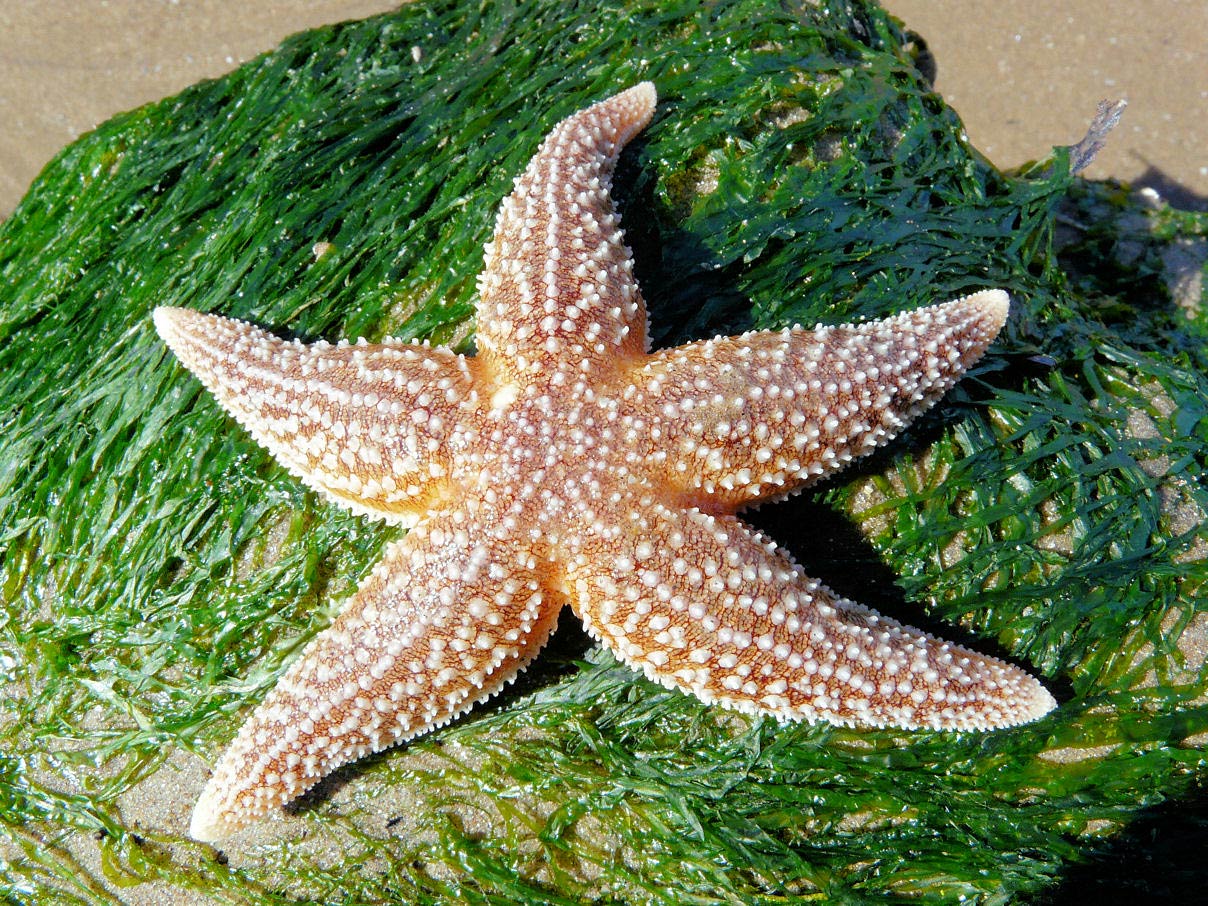 free Echinoderm wallpaper wallpapers download