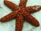 Echinoderm wallpaper