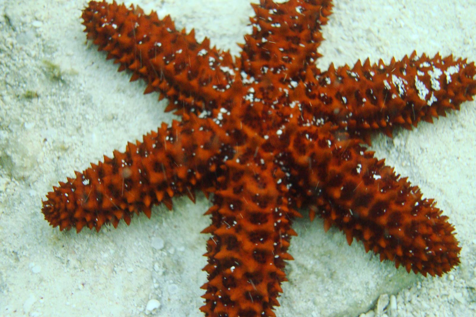 free Echinoderm wallpaper wallpapers download