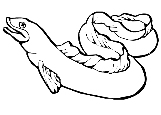 free Eel coloring page sheet