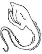 eel coloring page