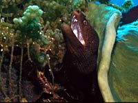 Eel image