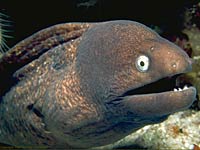 Eel image