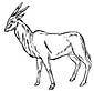 Eland coloring page