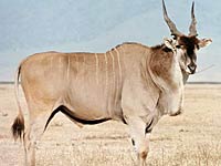 Eland image