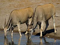 Two Elands drinking