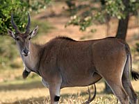 Eland image