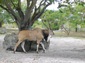 Eland wallpaper