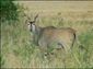 eland wallpaper