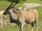 Eland wallpaper