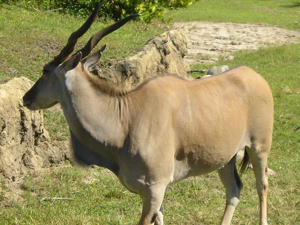 free Eland wallpaper wallpapers download