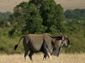 Eland wallpaper