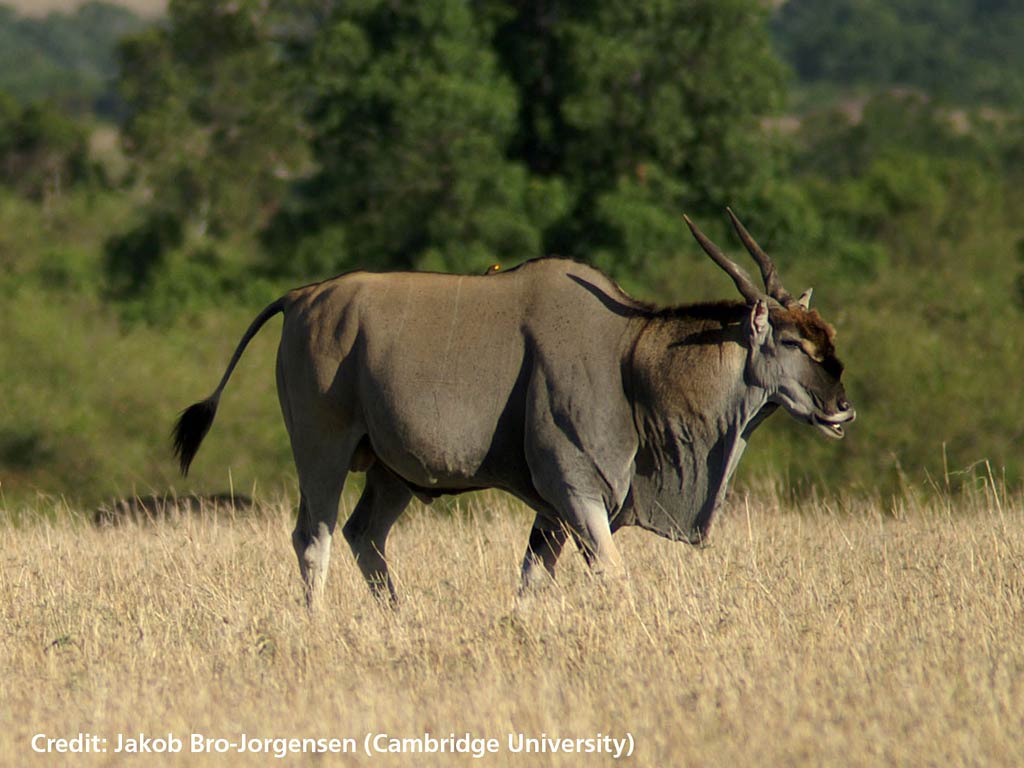 free Eland wallpaper wallpapers and background