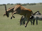 Eland wallpaper