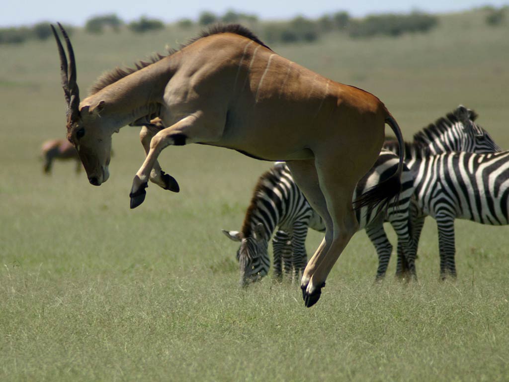 free Eland wallpaper wallpapers download