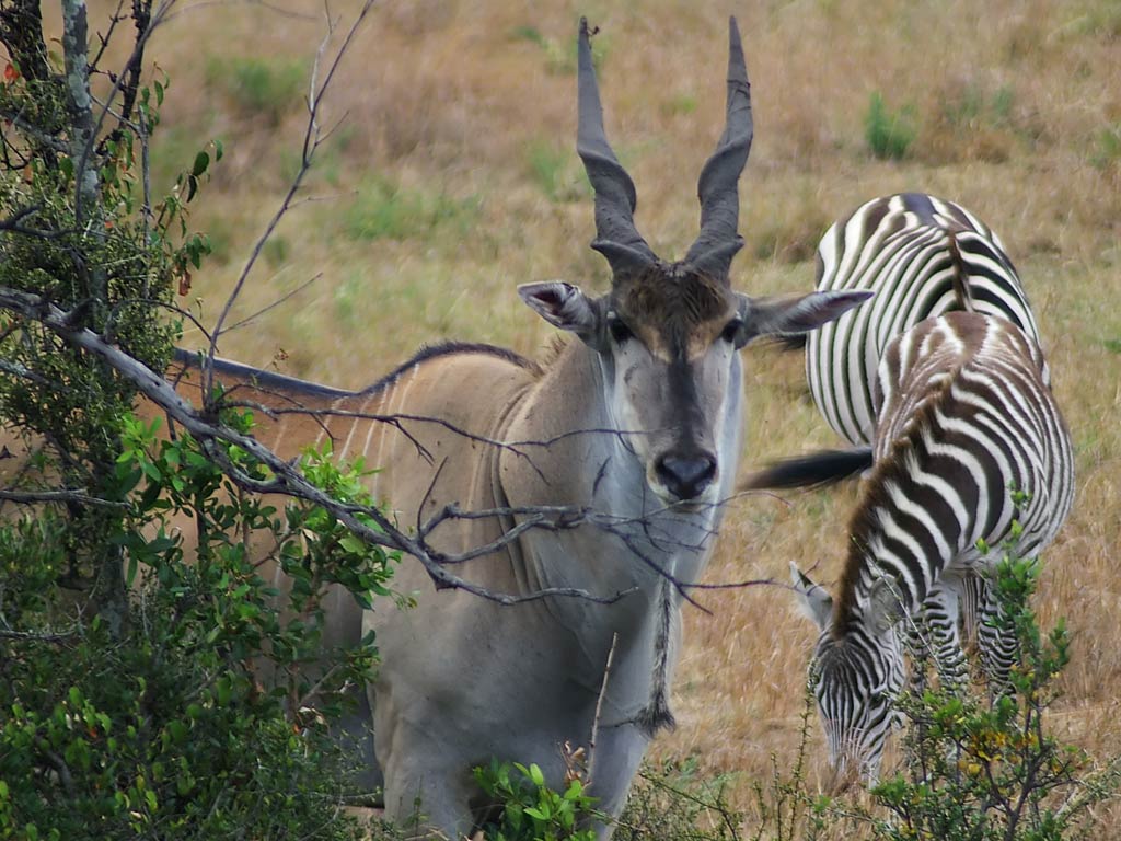 free Eland desktop wallpaper wallpapers Desktop and Mobile