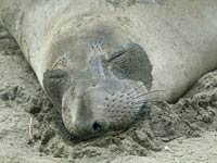 Elephant Seal image