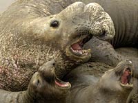 Elephant Seal picture