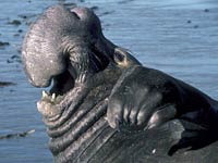 Elephant Seal image
