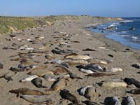 Elephant Seal image