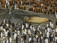 Elephant Seal picture