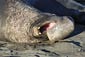 elephant seal wallpaper