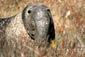 free elephant seal wallpaper