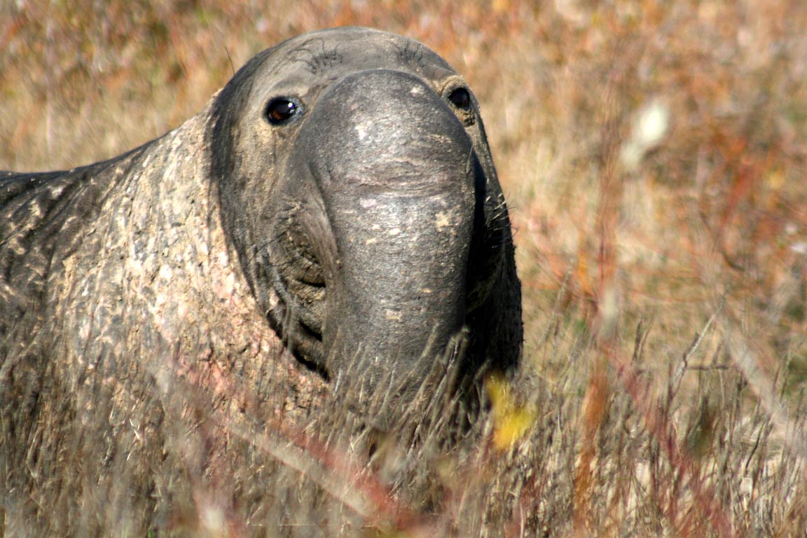free Elephant Seal wallpaper wallpapers download