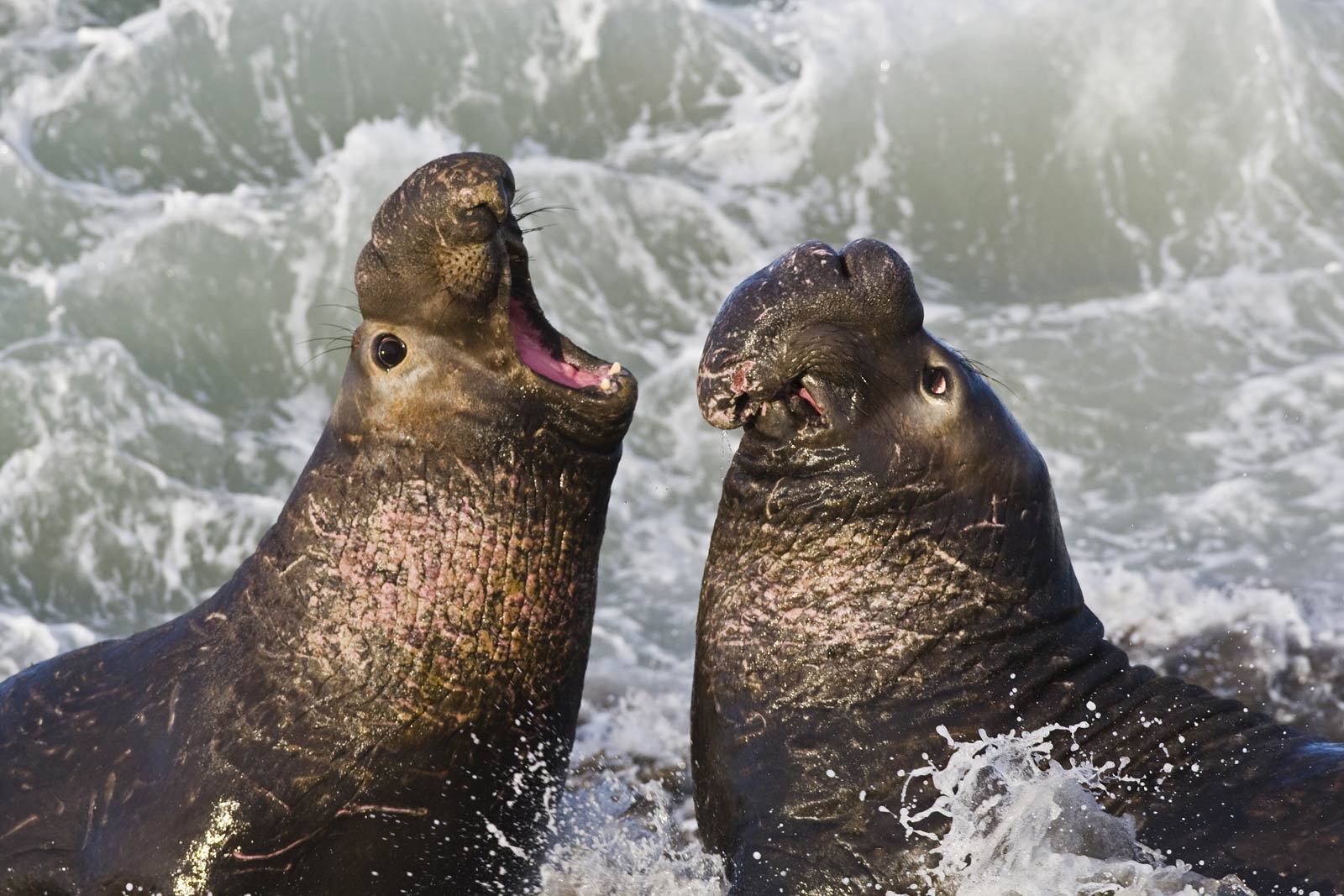 free Elephant Seal wallpaper wallpapers download