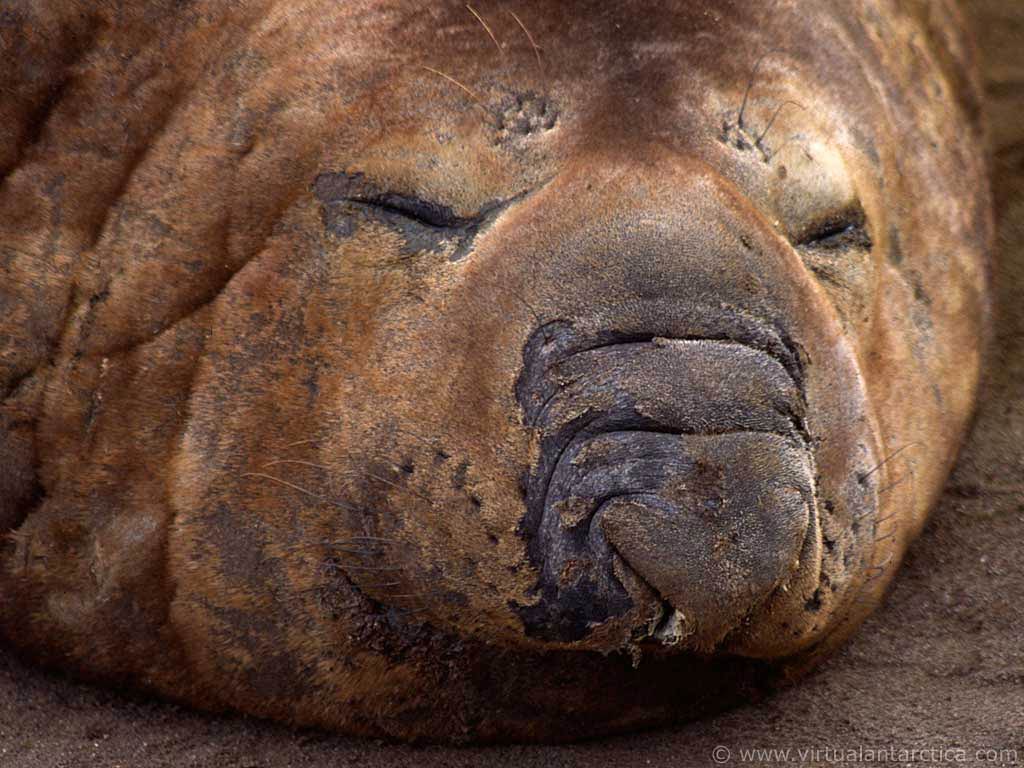free Elephant Seal wallpaper wallpapers and background